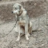 توله عراقی 7ماه