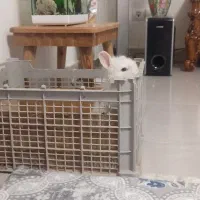 خرگوش لوپ|موش و خرگوش|پاکدشت, شهرک امام رضا|دیوار