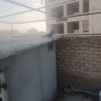 کفتر سیاه کوبیتی