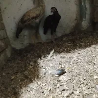 چهار ماکیان با ی جوجه خروس|حیوانات مزرعه|سراوان, |دیوار