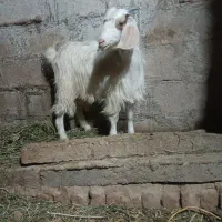 بزغاله ماده 12روزه کل خورده