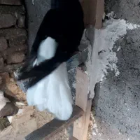 زاغ دم سفید