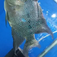 فلاور ماهی|ماهی|زنجان, |دیوار