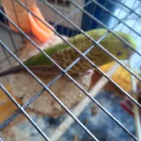 مرغ عشق یک جفت|پرنده|اسفرورین, |دیوار