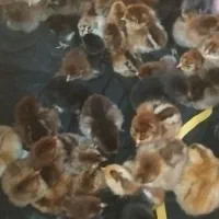 جوجه محلی ۱۰روزه درجه یک