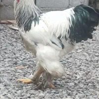 خروس برهما لایت . نژاد اصل رومانی|حیوانات مزرعه|محمودآباد, |دیوار