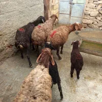 گوسفند
