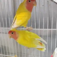 کوتوله برزیلی مولد با جوجه ، تازه جفت و