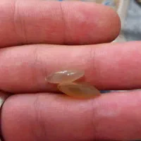 سنگ مهرە اصلی ب شرط کار|بدلیجات|اصفهان, بهارستان|دیوار