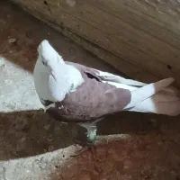 یکت سرخ و ساده چادری رنگی کفتر|پرنده|قرچک, مهدیه|دیوار