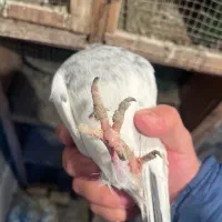 جفت کله دمسبز آس