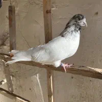 کفتر|پرنده|فردیس, سپید دشت|دیوار