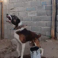 سگ گله ونگهبان