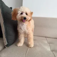 پودل نر برای جفت