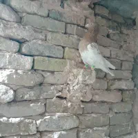 کفترا همه گرفتی|پرنده|سبزوار, باهنر|دیوار