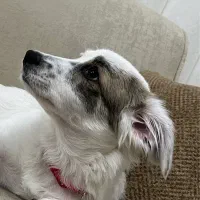 میکس اشپیتز و پامر