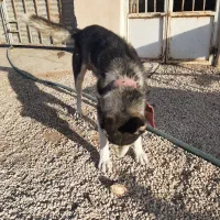 سگ هاسکی|سگ|تهران, سلسبیل شمالی|دیوار