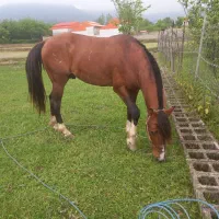 اسب سواری باری فوق‌العاده