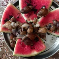 ۱۷عدد حلزون مولد و سوپرمولد|خزنده|تهران, شهادت|دیوار