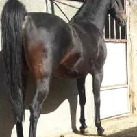اسب نژاد دار ارزش دار|اسب و تجهیزات اسب‌سواری|تهران, شهران شمالی|دیوار