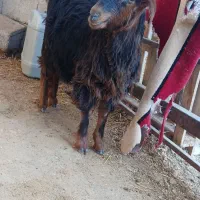 بزغاله سالم سرحال