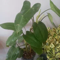 گلهای اپارتمانی ارزانتر از گلخونها|گل و گیاه طبیعی|شهرکرد, |دیوار