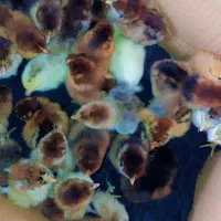 جوجه مرغ محلی سنگین وزن و تخم گذاری بالا