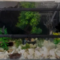 اکواریم ، ،بخاری ،پمپ