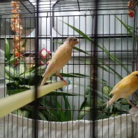 پرنده.قناری|پرنده|خوانسار, |دیوار