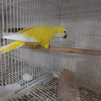 راهب زرد ماده