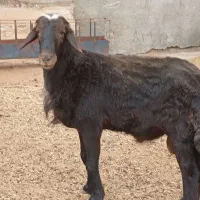 میش و بره