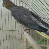 عروس هلندی|پرنده|رشت, باهنر|دیوار