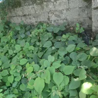نهال کیوی.ترش خیاری