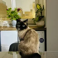 گربه اسکاتیش سیامی