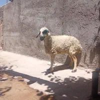 گوسفند فروشی