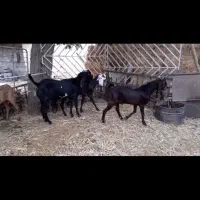 فروش ۲راس نر بز و ۲راس بزاول شکم پنجابی پاکستان
