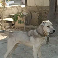 سگ سرابی 1ساله|سگ|کهریزک, |دیوار