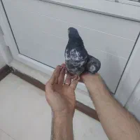 نرسیماش کاکولی درجه۱|پرنده|قم, وادی السلام|دیوار