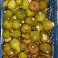 انجیر محلی