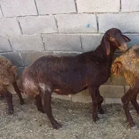 بره چاق کشتاری