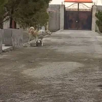 سگ نگهبان|سگ|مشهد, شمس آباد|دیوار