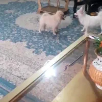 سگ پامرین اشپیز|سگ|فلاورجان, |دیوار