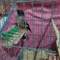 مینا|پرنده|مینودشت, |دیوار