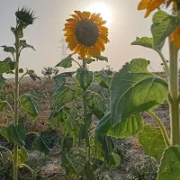 فروش اقساطی چند ساله زمین کشاورزی