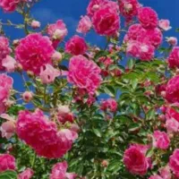 سیم کارت کدصفر