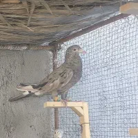 گمشده|پرنده|برازجان, |دیوار