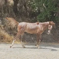 یک اسب و دو مادیون|اسب و تجهیزات اسبسواری|احمدآبادمستوفی, |دیوار