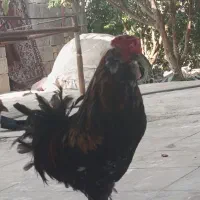 خروس گلین چهل تاج