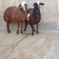 فروش دو راس بره ماده درجه یک|حیوانات مزرعه|قلقل رود, |دیوار