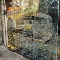 قفس یک متری (شیش درب) طوطی گرینچیک عروس برزیلی فنج